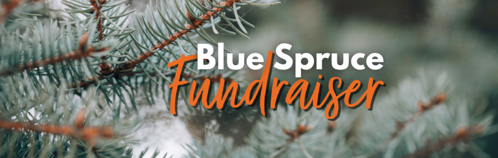 Blue Spruce branches background with the text "blue spruce fundraiser"